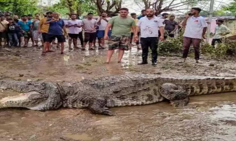 गुजरात: भारी बारिश के बीच वडोदरा के रिहायशी इलाकों से पहुंचे 24 मगरमच्छ बचाए गए