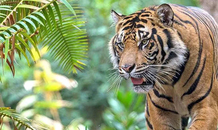 Tigers in Madhya Pradesh: मध्य प्रदेश में बाघों की संख्या बढ़ने पर विशेषज्ञों ने दिया नए वन क्षेत्र तलाश करने का सुझाव