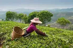 Tea Production : देश में चाय उत्पादन अक्टूबर में 12% से अधिक बढ़ा
