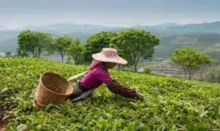 Tea Production : देश में चाय उत्पादन अक्टूबर में 12% से अधिक बढ़ा