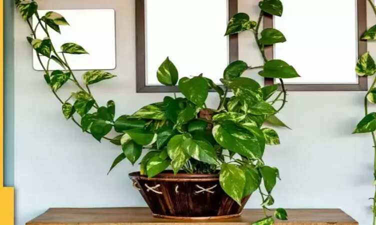 घर में ये 4 बदलाव दिखने लगें, तो हो जाएं सावधान, आने वाला है भयंकर संकट