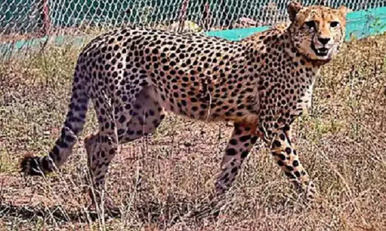 Project Cheetah: कुनो नेशनल पार्क में घायल मादा चीता दक्षा की मृत्यु, 42 दिन में तीसरे चीता की मौत